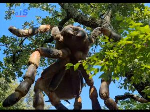 Vacation Urlaub Dinopark Funtana Croatia Istrien Baum 1Spinne spider